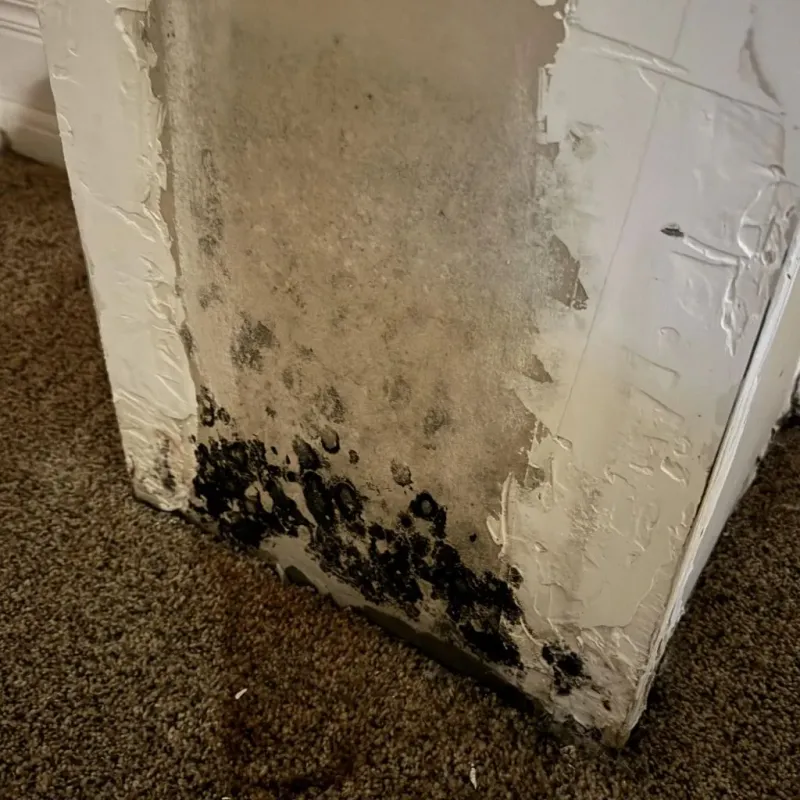 Professional Mold Removal in Denton, MD